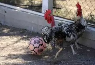 (Özel haber) Maradona, Taffarel ve Şampiyon isimli horozların futbol sevdası (Özel haber) Maradona, Taffarel ve Şampiyon isimli horozların futbol sevdası