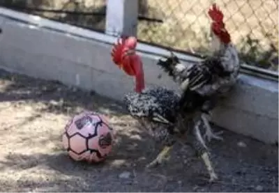 (Özel haber) Maradona, Taffarel ve Şampiyon isimli horozların futbol sevdası (Özel haber) Maradona, Taffarel ve Şampiyon isimli horozların futbol sevdası