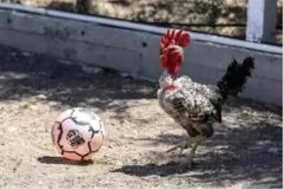 (Özel haber) Maradona, Taffarel ve Şampiyon isimli horozların futbol sevdası (Özel haber) Maradona, Taffarel ve Şampiyon isimli horozların futbol sevdası