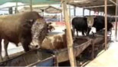 Pandemi kurban satışlarını olumsuz etkiledi Pandemi kurban satışlarını olumsuz etkiledi