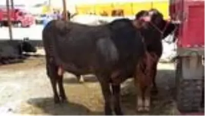 Pandemi kurban satışlarını olumsuz etkiledi Pandemi kurban satışlarını olumsuz etkiledi