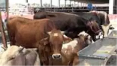 Pandemi kurban satışlarını olumsuz etkiledi Pandemi kurban satışlarını olumsuz etkiledi