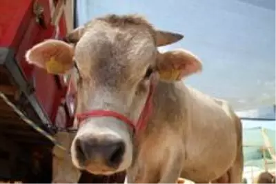 Pandemi kurban satışlarını olumsuz etkiledi: Satıcı çok, alıcı yok Pandemi kurban satışlarını olumsuz etkiledi: Satıcı çok, alıcı yok