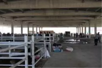 Pandemi kurban satışlarını olumsuz etkiledi: Satıcı çok, alıcı yok Pandemi kurban satışlarını olumsuz etkiledi: Satıcı çok, alıcı yok