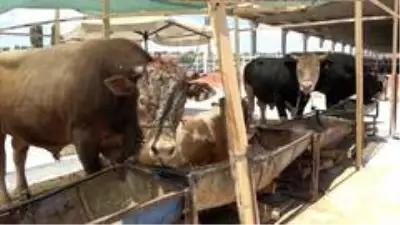 Pandemi kurban satışlarını olumsuz etkiledi: Satıcı çok, alıcı yok Pandemi kurban satışlarını olumsuz etkiledi: Satıcı çok, alıcı yok