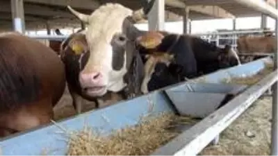 Pandemi kurban satışlarını olumsuz etkiledi: Satıcı çok, alıcı yok Pandemi kurban satışlarını olumsuz etkiledi: Satıcı çok, alıcı yok