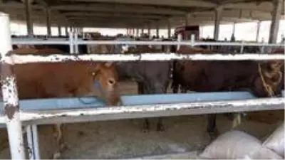 Pandemi kurban satışlarını olumsuz etkiledi: Satıcı çok, alıcı yok Pandemi kurban satışlarını olumsuz etkiledi: Satıcı çok, alıcı yok
