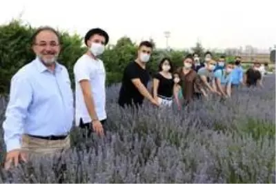 Parasızlıktan lavanta üretimine başlayan belediye 2 milyon lira gelir bekliyor Parasızlıktan lavanta üretimine başlayan belediye 2 milyon lira gelir bekliyor
