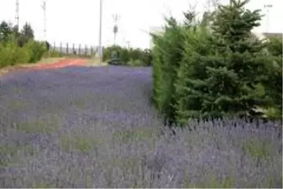 Parasızlıktan lavanta üretimine başlayan belediye 2 milyon lira gelir bekliyor Parasızlıktan lavanta üretimine başlayan belediye 2 milyon lira gelir bekliyor