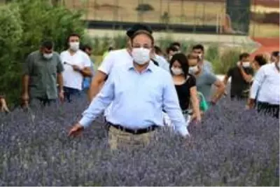 Parasızlıktan lavanta üretimine başlayan belediye 2 milyon lira gelir bekliyor Parasızlıktan lavanta üretimine başlayan belediye 2 milyon lira gelir bekliyor