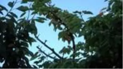 Uluborlu, kiraz hasatında tarihi rekor kırdı Uluborlu, kiraz hasatında tarihi rekor kırdı