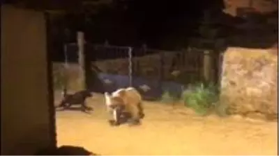 Yavru boz ayı kaçtı, köpek kovaladı Yavru boz ayı kaçtı, köpek kovaladı