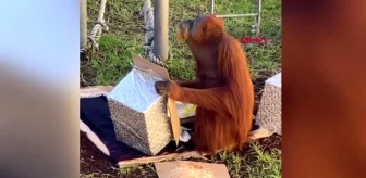 Avustralya'da hayvanat bahçesinde orangutan, 30'uncu yaşını böyle kutladı
