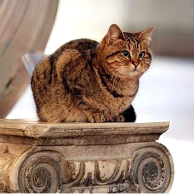 Ayasofya Camii'ndeki kedi Gli'nin sağlığı tehlike altında