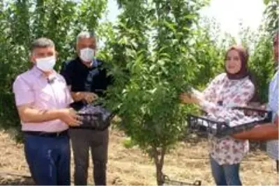 Kadın çiftçi bölgenin en büyük bahçesini kurdu Kadın çiftçi bölgenin en büyük bahçesini kurdu