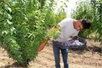 Kadın çiftçi bölgenin en büyük bahçesini kurdu Kadın çiftçi bölgenin en büyük bahçesini kurdu