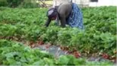 Son dakika! Sanal Toplulaştırma Projesiyle çilek üretimi daha çok alanda yapılacak Son dakika! Sanal Toplulaştırma Projesiyle çilek üretimi daha çok alanda yapılacak