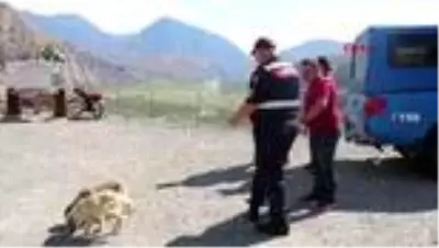 Sıcaktan etkilenen hayvanlara su ve yiyecek taşıdılar