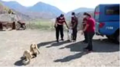 Sıcaktan etkilenen hayvanlara su ve yiyecek taşıdılar