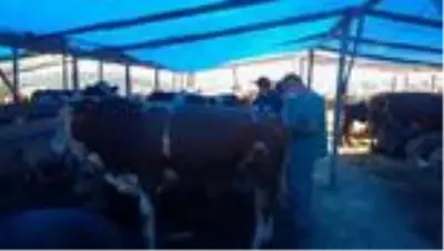 Tarım ve Orman Müdürlüğü ekipleri, Hekimbaşı kurban pazarında denetim yaptı Tarım ve Orman Müdürlüğü ekipleri, Hekimbaşı kurban pazarında denetim yaptı