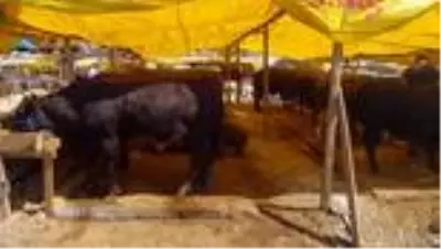 Tarım ve Orman Müdürlüğü ekipleri, Hekimbaşı kurban pazarında denetim yaptı Tarım ve Orman Müdürlüğü ekipleri, Hekimbaşı kurban pazarında denetim yaptı