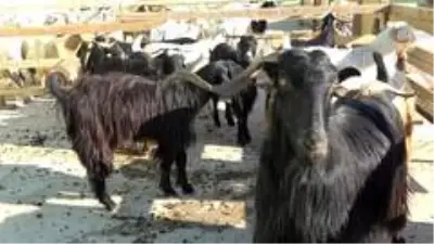 Son dakika! Tokalaşma geleneği sürsün diye Kurban Pazarlık Noktası oluşturuldu Son dakika! Tokalaşma geleneği sürsün diye Kurban Pazarlık Noktası oluşturuldu