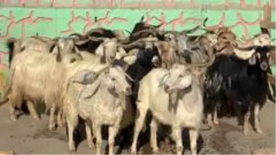 Son dakika! Tokalaşma geleneği sürsün diye Kurban Pazarlık Noktası oluşturuldu Son dakika! Tokalaşma geleneği sürsün diye Kurban Pazarlık Noktası oluşturuldu