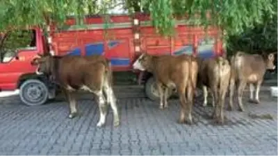 Son dakika! Tokalaşma geleneği sürsün diye Kurban Pazarlık Noktası oluşturuldu Son dakika! Tokalaşma geleneği sürsün diye Kurban Pazarlık Noktası oluşturuldu