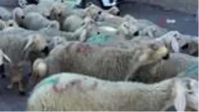 Tokalaşma geleneği sürsün diye 'Kurban Pazarlık Noktası' oluşturuldu Tokalaşma geleneği sürsün diye 'Kurban Pazarlık Noktası' oluşturuldu