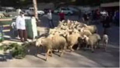 Tokalaşma geleneği sürsün diye 'Kurban Pazarlık Noktası' oluşturuldu Tokalaşma geleneği sürsün diye 'Kurban Pazarlık Noktası' oluşturuldu