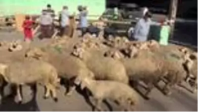 Tokalaşma geleneği sürsün diye 'Kurban Pazarlık Noktası' oluşturuldu Tokalaşma geleneği sürsün diye 'Kurban Pazarlık Noktası' oluşturuldu