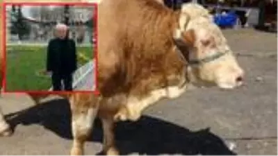 70 yaşındaki adam, yem verdiği kurbanlık boğanın saldırısında öldü 70 yaşındaki adam, yem verdiği kurbanlık boğanın saldırısında öldü