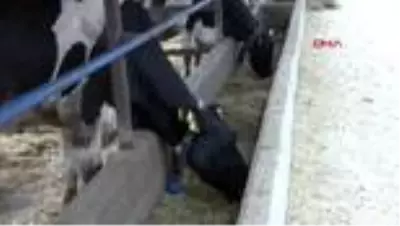 ADANA Prof. Dr. Koluman Koyu renkli kurbanlıkları tercih edin ADANA Prof. Dr. Koluman Koyu renkli kurbanlıkları tercih edin