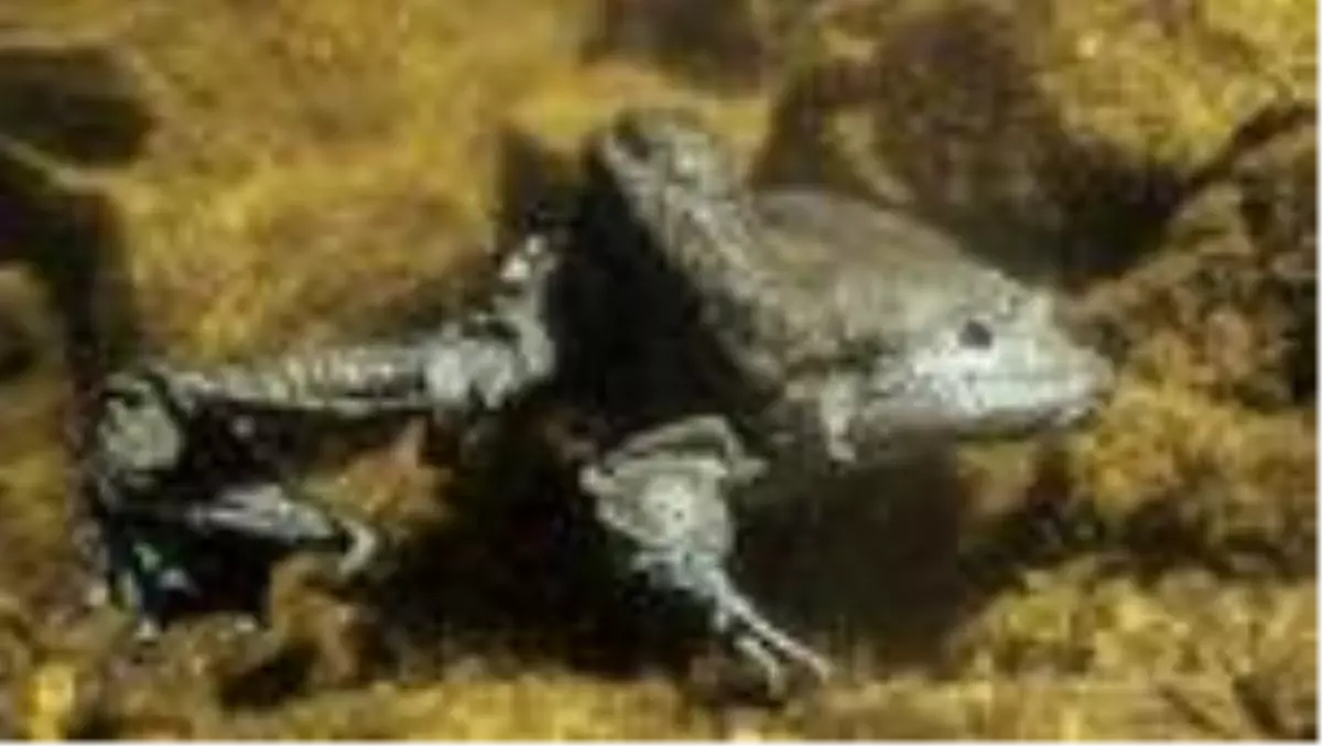 Dünyanın en büyük kurbağası olan Titicaca Gölü kurbağası için seferber oldular!