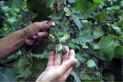 Giresunlu fındık üreticileri açıklanan fındık fiyatını değerlendirdi