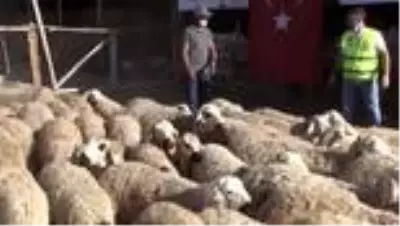 İhtiyaç sahibi 300 aileye küçükbaş kurbanlık dağıtıldı İhtiyaç sahibi 300 aileye küçükbaş kurbanlık dağıtıldı