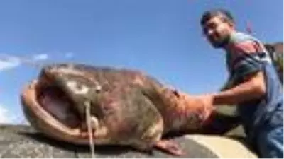 Karslı iki kardeş 2 metrelik yayın balığı yakaladı Karslı iki kardeş 2 metrelik yayın balığı yakaladı