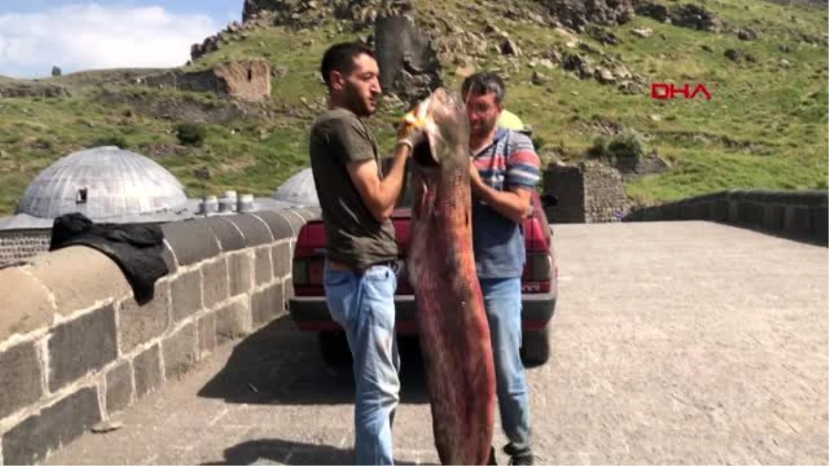 Kars'ta iki kardeş dev yayın balığı yakaladı - Kars