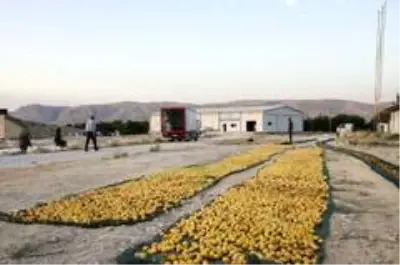 Kayısının katma değeri artacak Kayısının katma değeri artacak
