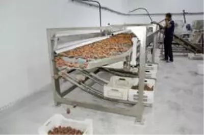 Kayısının katma değeri artacak Kayısının katma değeri artacak