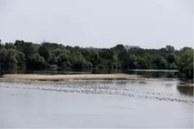 Bulgaristan'da Meriç Nehri'nden su içen ineklerin telef olduğu iddiası üzerine Türkiye harekete geçti Bulgaristan'da Meriç Nehri'nden su içen ineklerin telef olduğu iddiası üzerine Türkiye harekete geçti