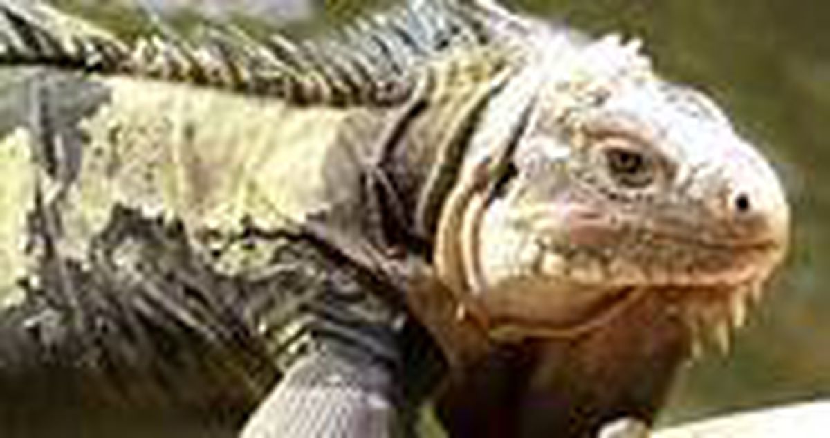 NatGeo Üsküdar! 125 santimlik dev iguana bulundu