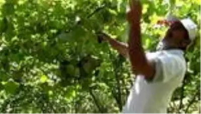 ORDU Fındık fiyatı, üreticileri sevindirdi