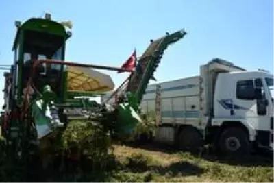 Salihli Ovası'nda makineli domates hasadı Salihli Ovası'nda makineli domates hasadı