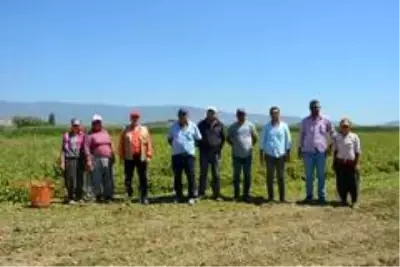 Salihli Ovası'nda makineli domates hasadı Salihli Ovası'nda makineli domates hasadı