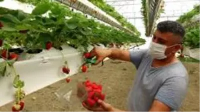Son dakika haber! Türkiye'de bir ilk, bu çilekler asansör sistemle üretiliyor Son dakika haber! Türkiye'de bir ilk, bu çilekler asansör sistemle üretiliyor