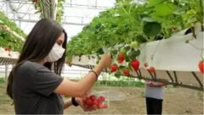 Son dakika haber! Türkiye'de bir ilk, bu çilekler asansör sistemle üretiliyor Son dakika haber! Türkiye'de bir ilk, bu çilekler asansör sistemle üretiliyor