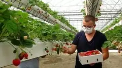 Son dakika haber! Türkiye'de bir ilk, bu çilekler asansör sistemle üretiliyor Son dakika haber! Türkiye'de bir ilk, bu çilekler asansör sistemle üretiliyor