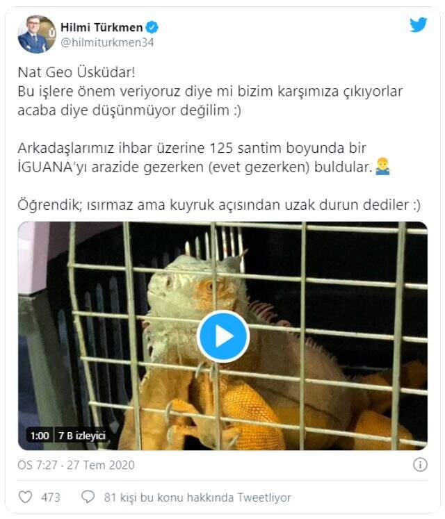 Üsküdar'da 125 santimlik dev bir iguana bulundu
