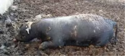 Ahıra giren yılan, 700 kiloluk kurbanlık boğayı sokarak telef etti Ahıra giren yılan, 700 kiloluk kurbanlık boğayı sokarak telef etti